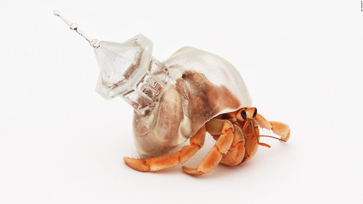 HOMES FOR HERMIT CRABS