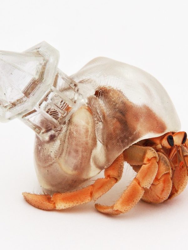 HOMES FOR HERMIT CRABS
