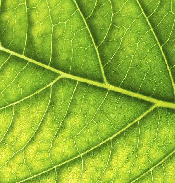 BIONIC LEAF 2.0 and artificial photosynthesis