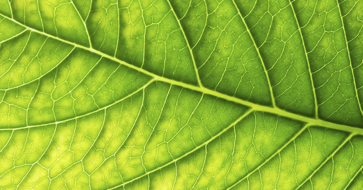 BIONIC LEAF 2.0 and artificial photosynthesis